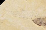 Fossil Fish Plate (Diplomystus & Knightia) - Wyoming #91589-1